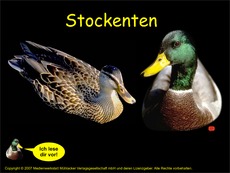 Stockenten-Präsentation.pdf